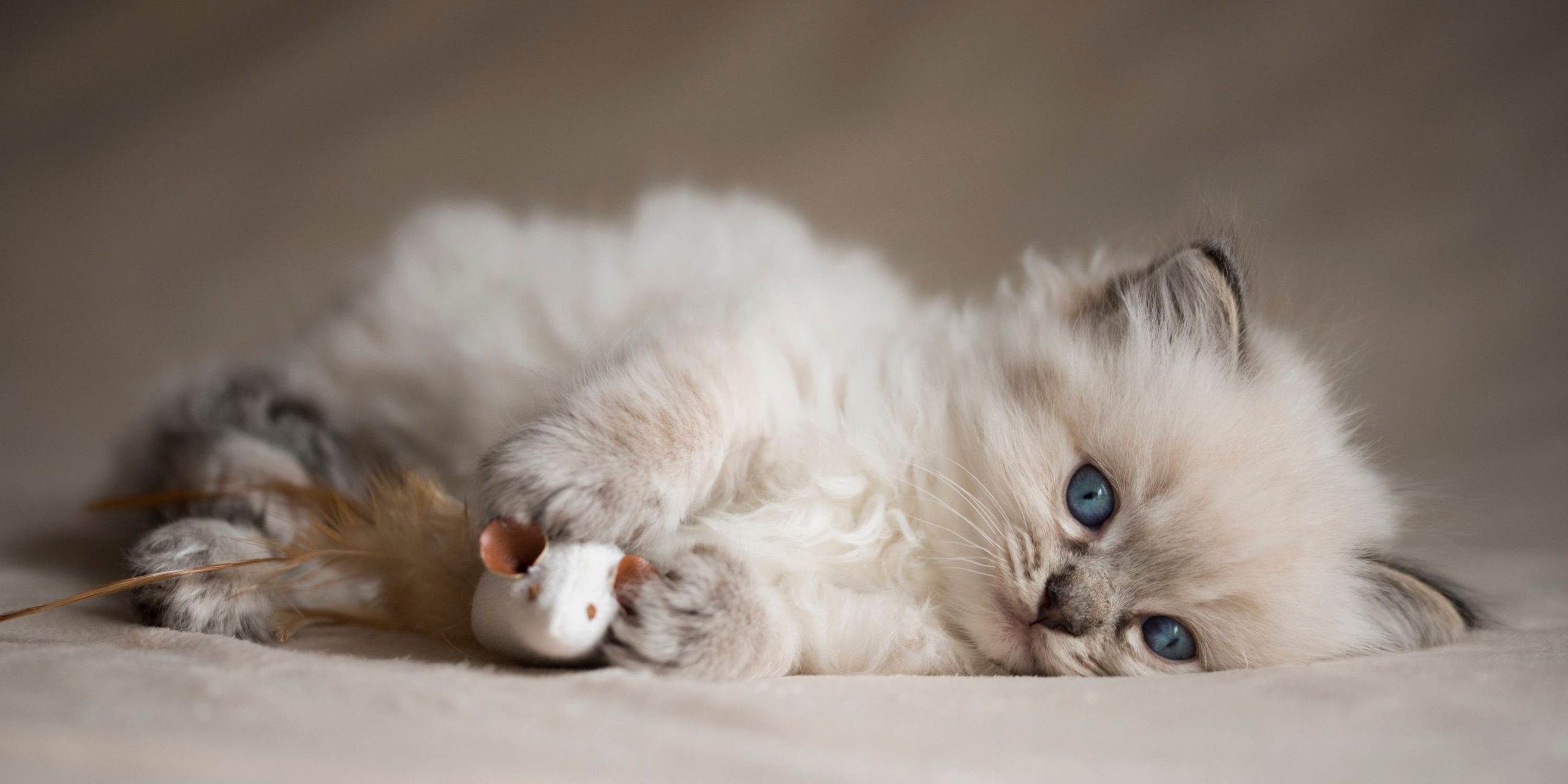 Do All Kittens Have Blue Eyes + Breeds With Natural Blue Eyes