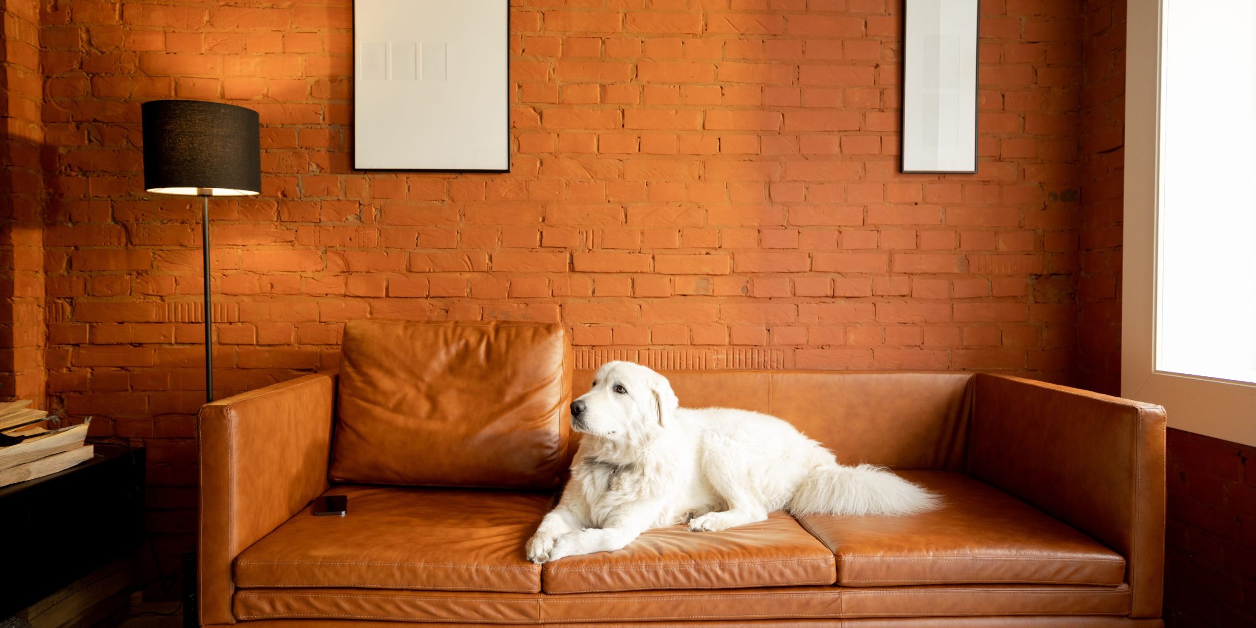 How To Take Care Of A Big Dog In An Apartment – 10 Great Tips!