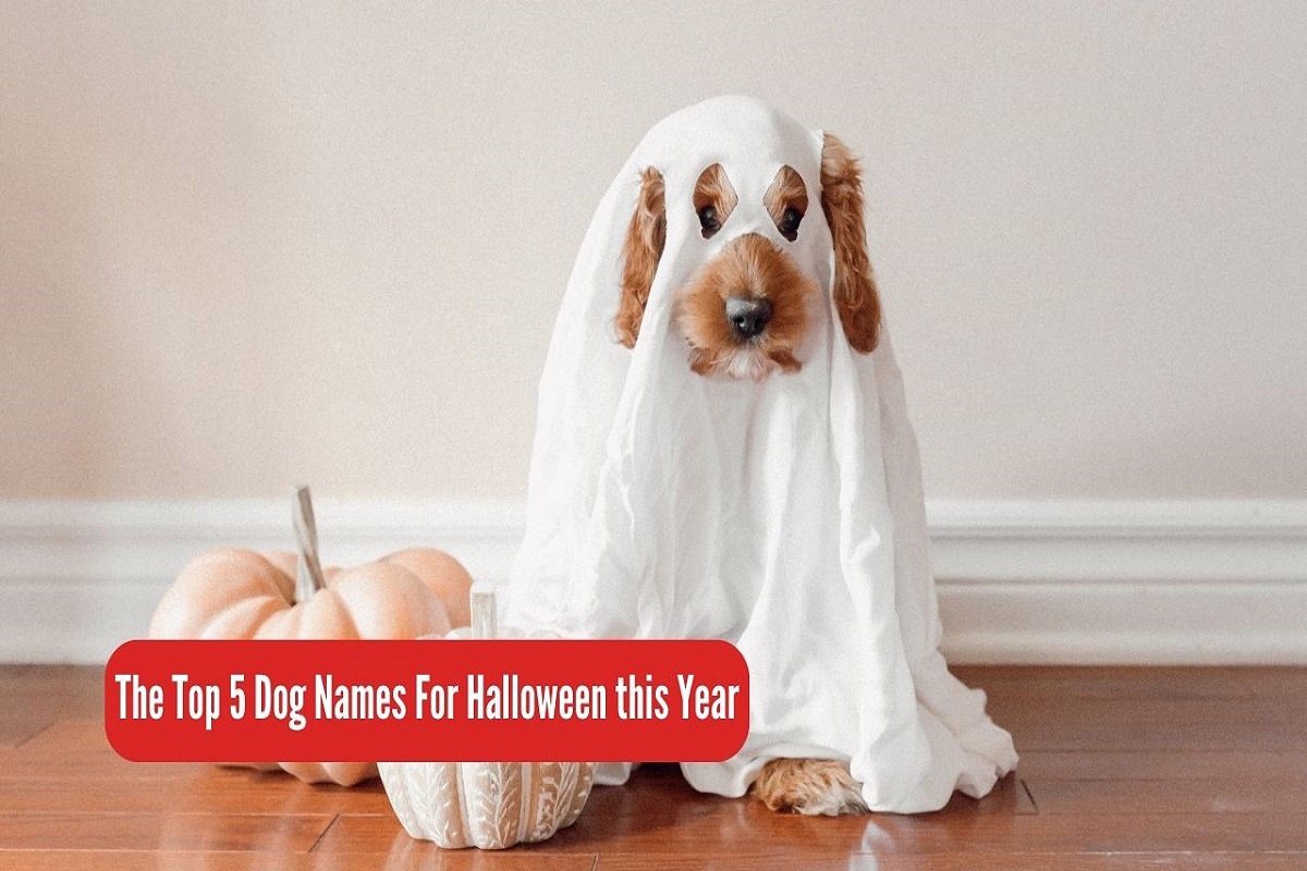 The Top 5 Dog Names For Halloween this Year