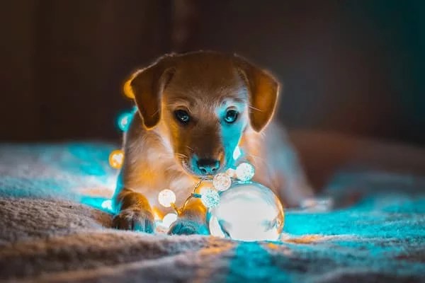 200+ Magical Fairy Names for Dogs