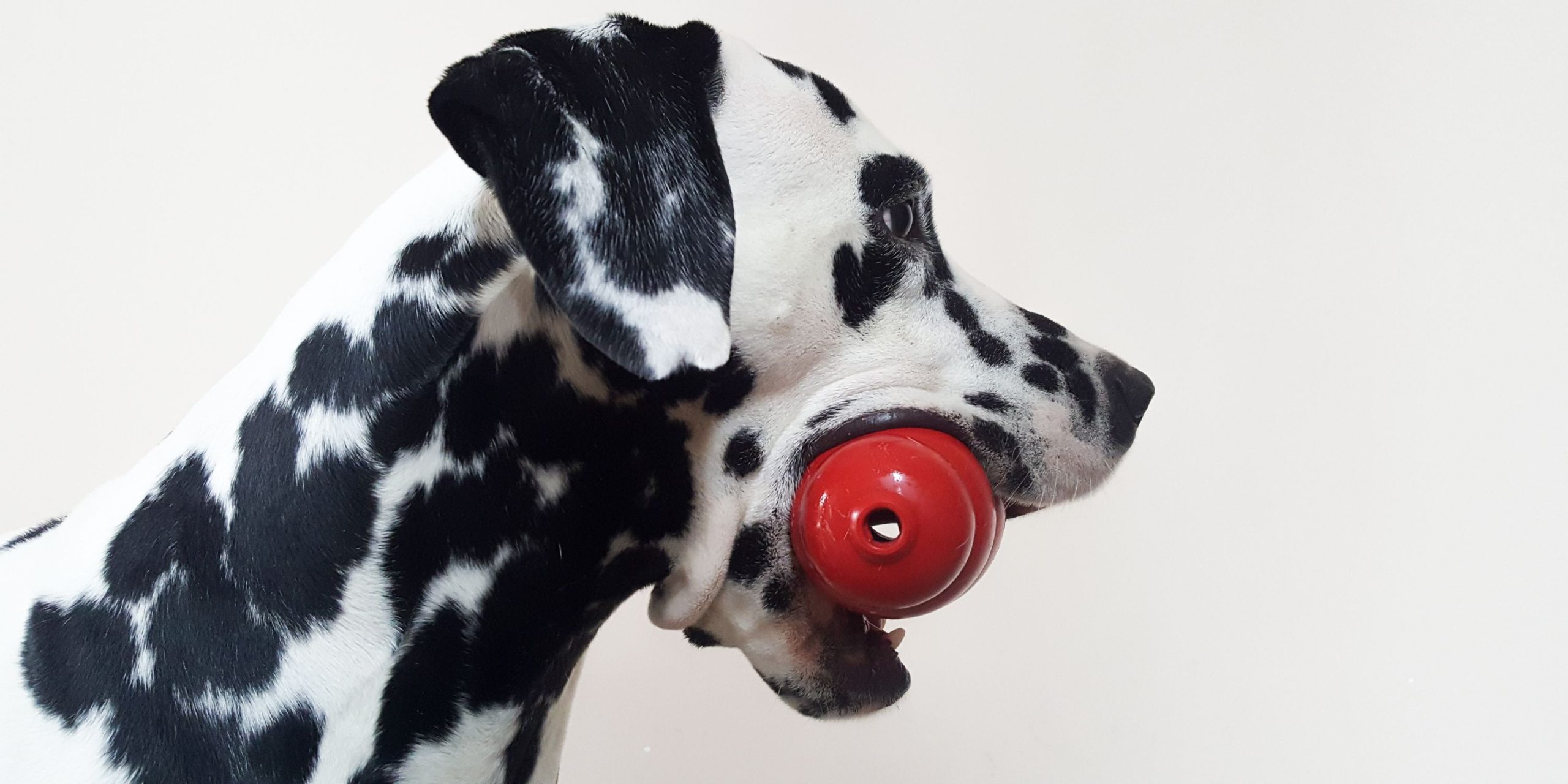 15 Best Stuffable Dog Toys + What to Look For in a Stuffable Toy