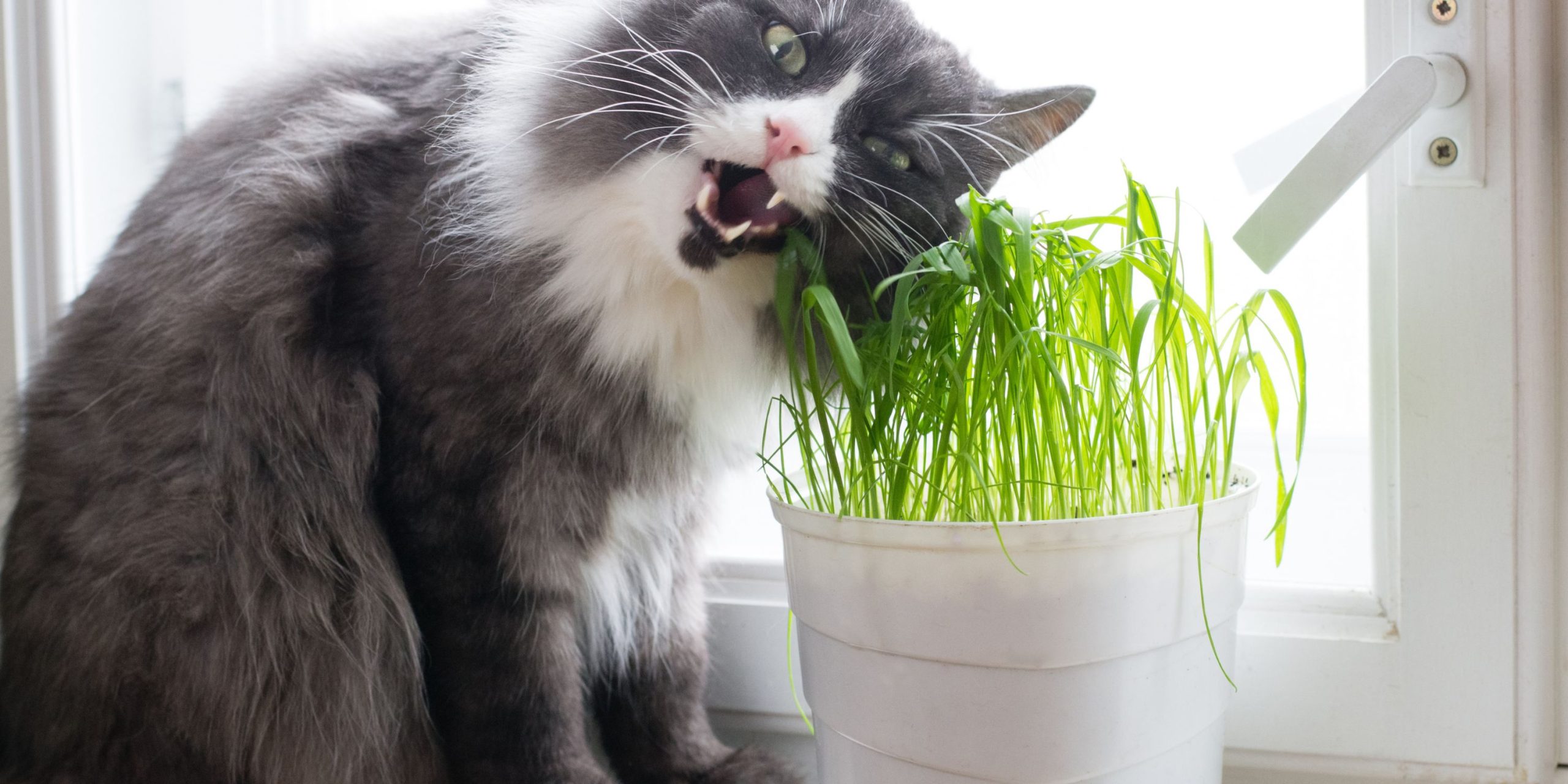 Can Cats Eat Wheatgrass + Other Grass Types Cats Can Eat