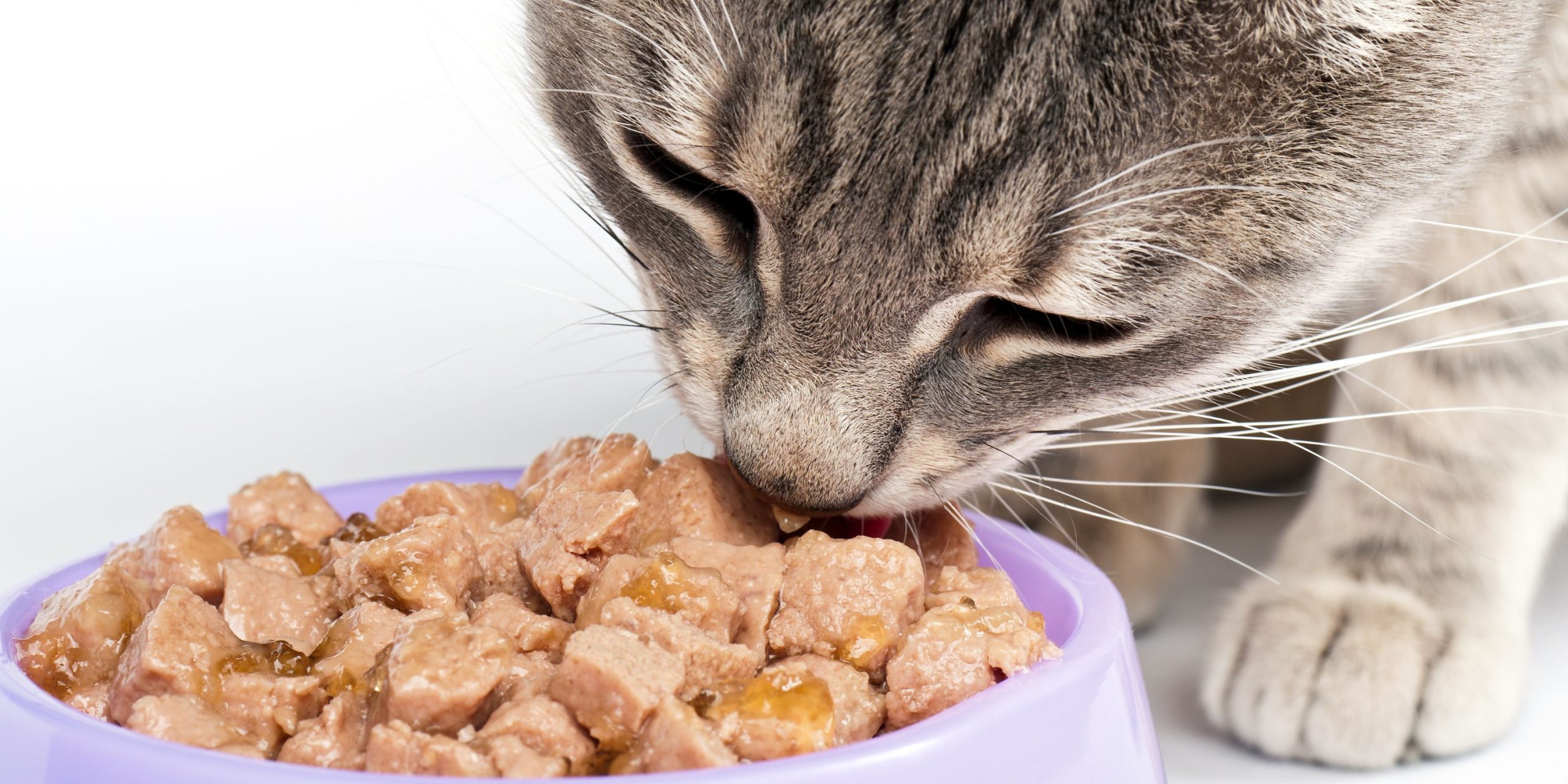 How To Help A Cat With Constipation – 8 Effective Ways!