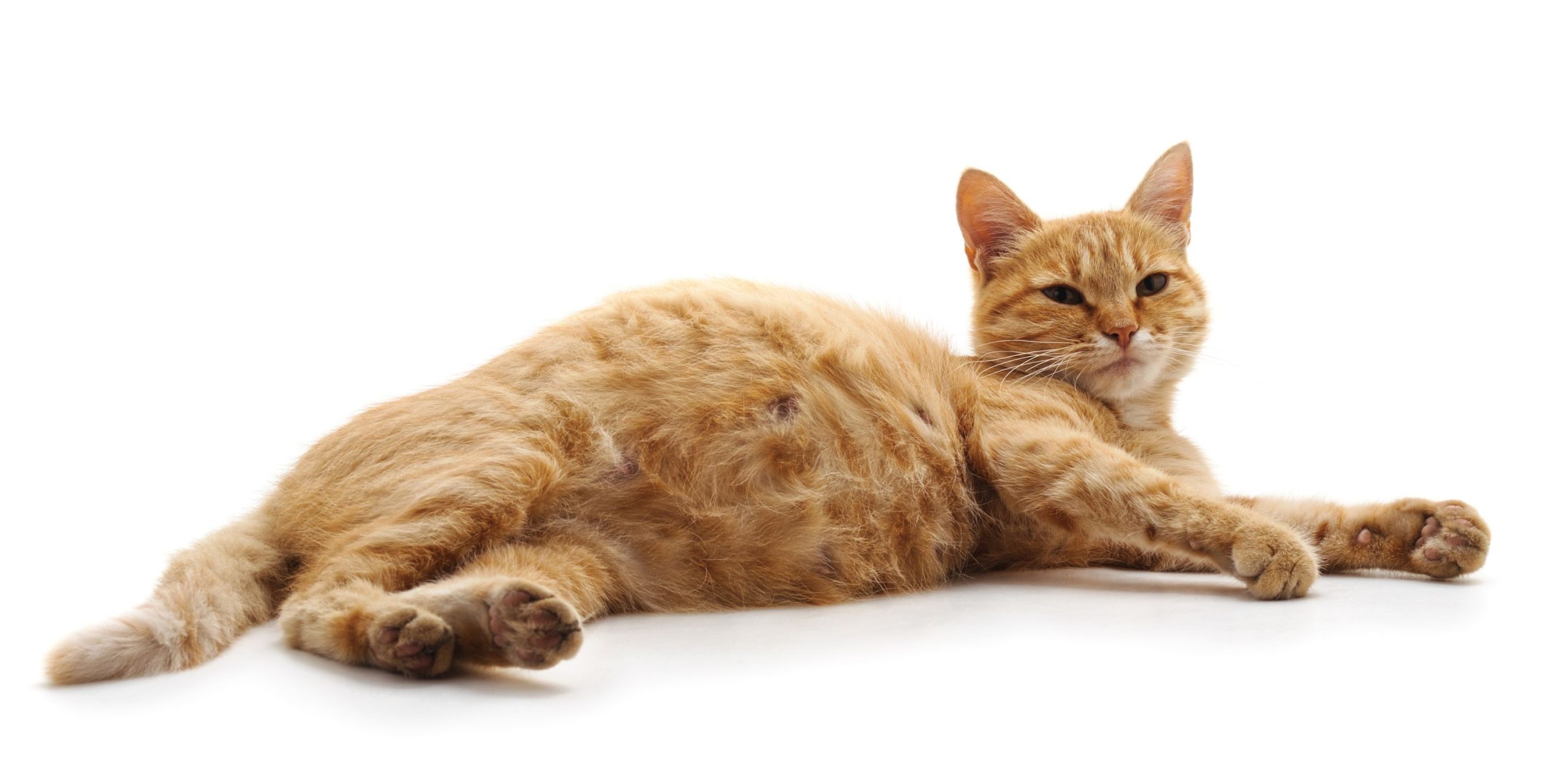 Regular Cat Nipples Vs Pregnant Cat Nipples – Signs and Changes
