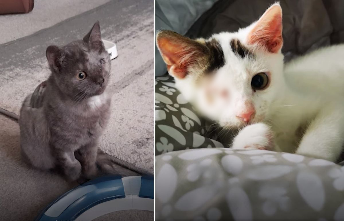The Incredible Recovery Of Two Little Fighters Rescued From The Streets Of London
