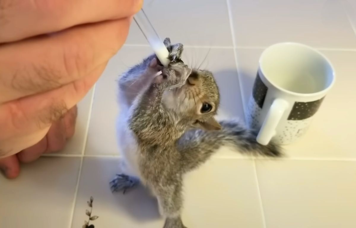 Squirrel Makes A Nest To Live Next To The Guy Who Rescued Him