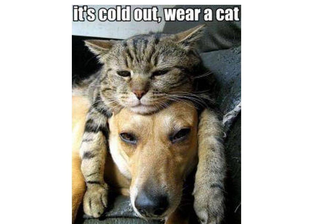 77 Funny Cat and Dog Memes You’ll Love 2023