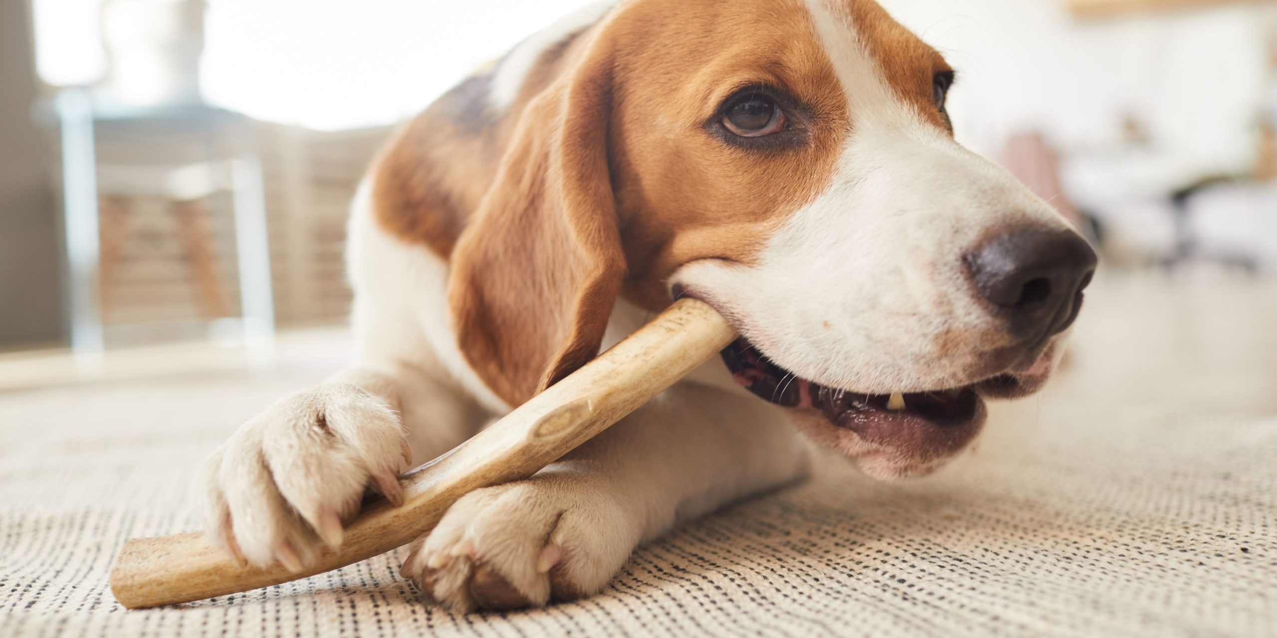What’s Good For A Dog To Chew On – Top 19 Great Chews for Dogs