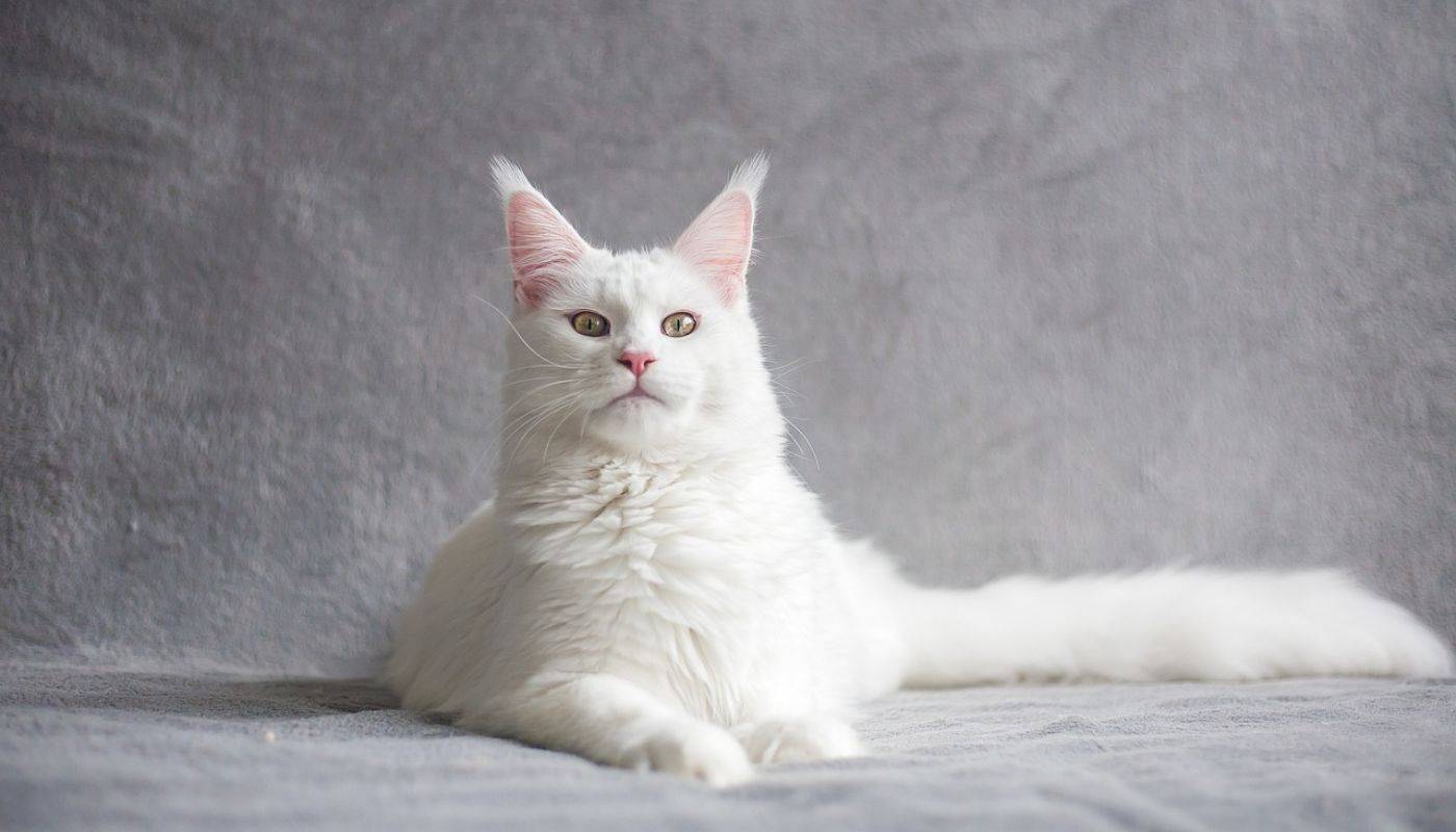 7 Things to Know about the White Maine Coon Cat 2023