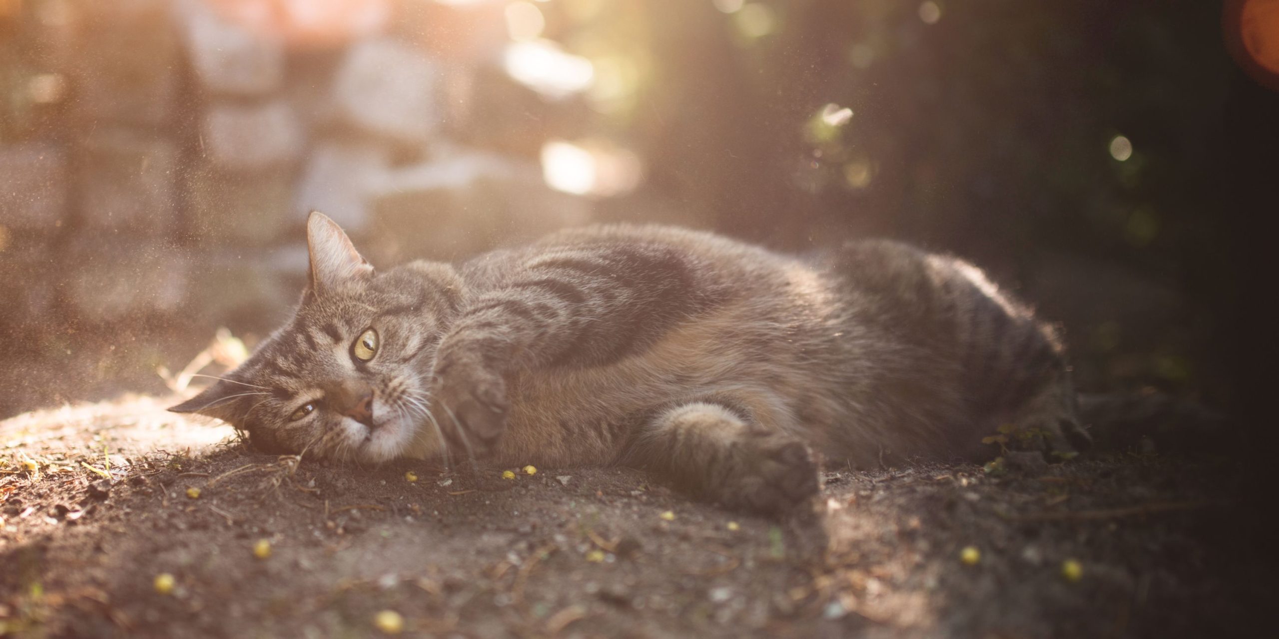 Why Do Cats Roll In Dirt – 12 Interesting Reasons Why!