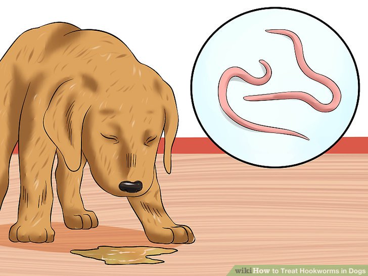 Fecal examination for dogs