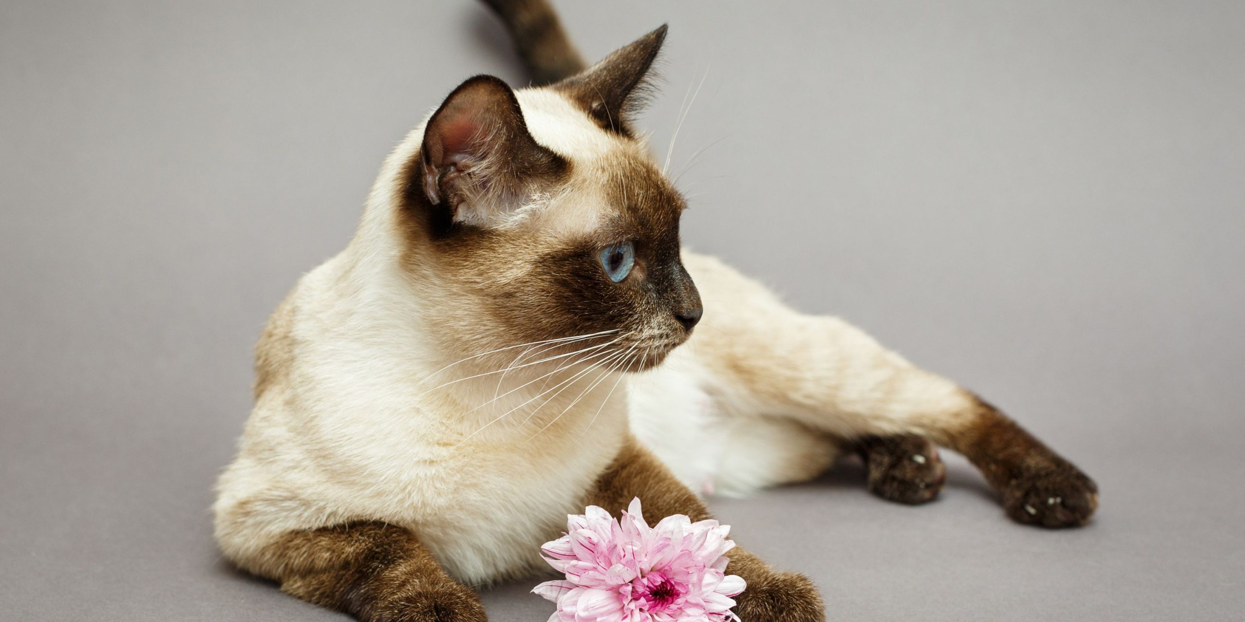 Are Siamese Cats Hypoallergenic + Other Hypoallergenic Cats