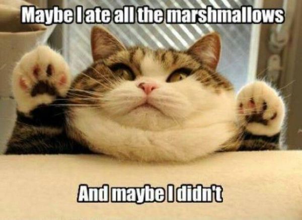 47 Best Fat Cat Memes You’ll Love