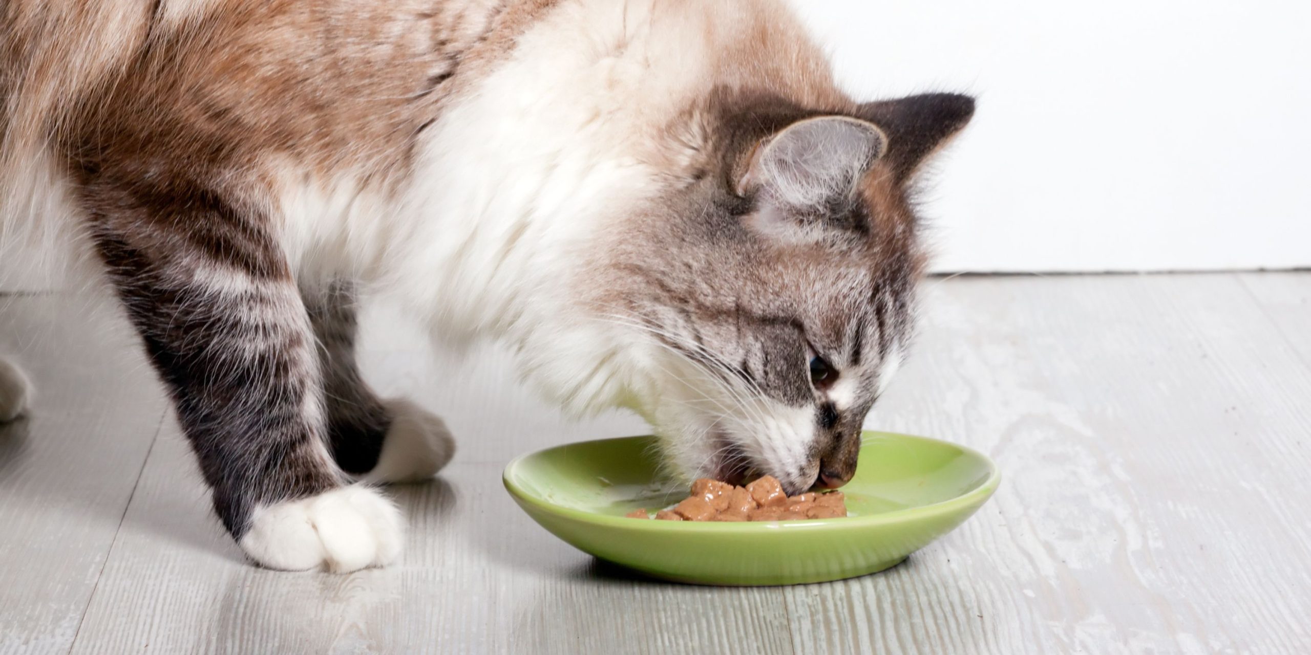 Can Cats Eat Canned Chicken + How Often Should They Eat It
