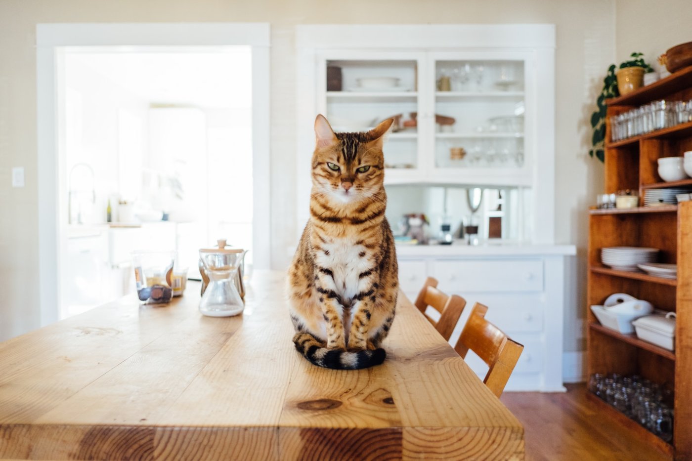 The Truth Behind the Purr and Bite: What Your Cat is Really Trying to Tell You