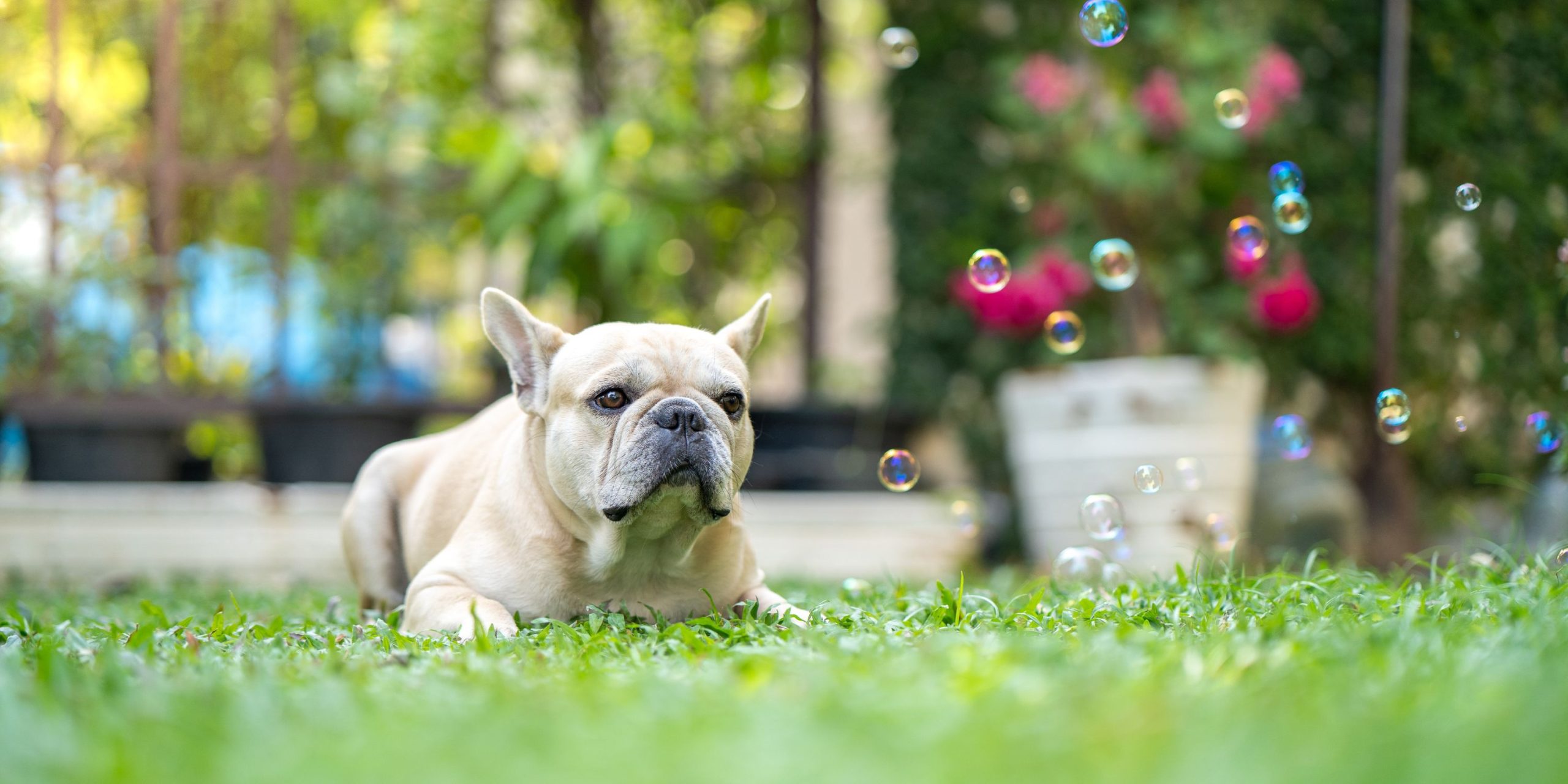 How To Make Dog-safe Bubbles – Ingredients, Materials & Procedure