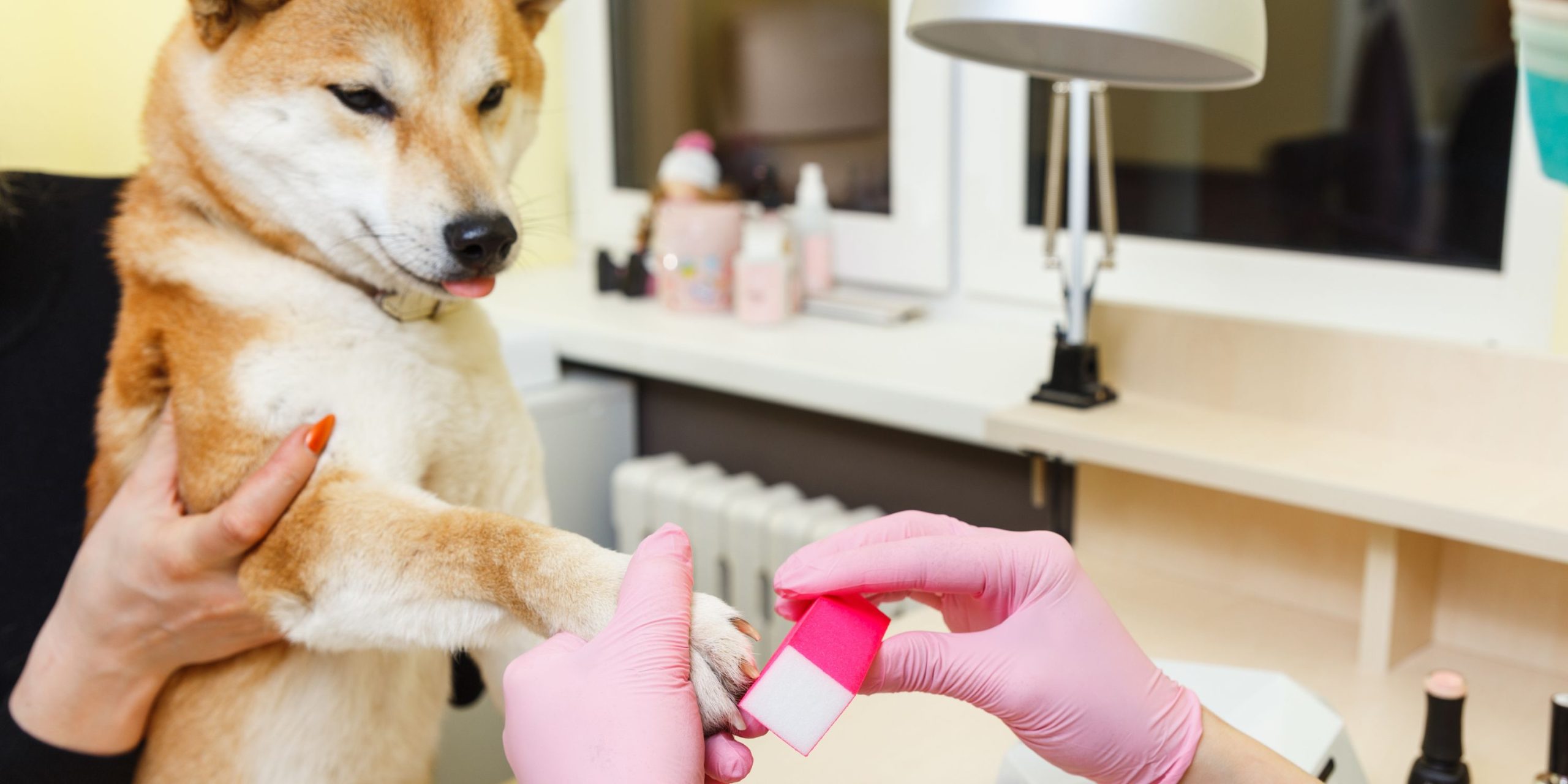 How To Make Dog-safe Nail Polish + Top 3 Best Nail Polish for Dogs