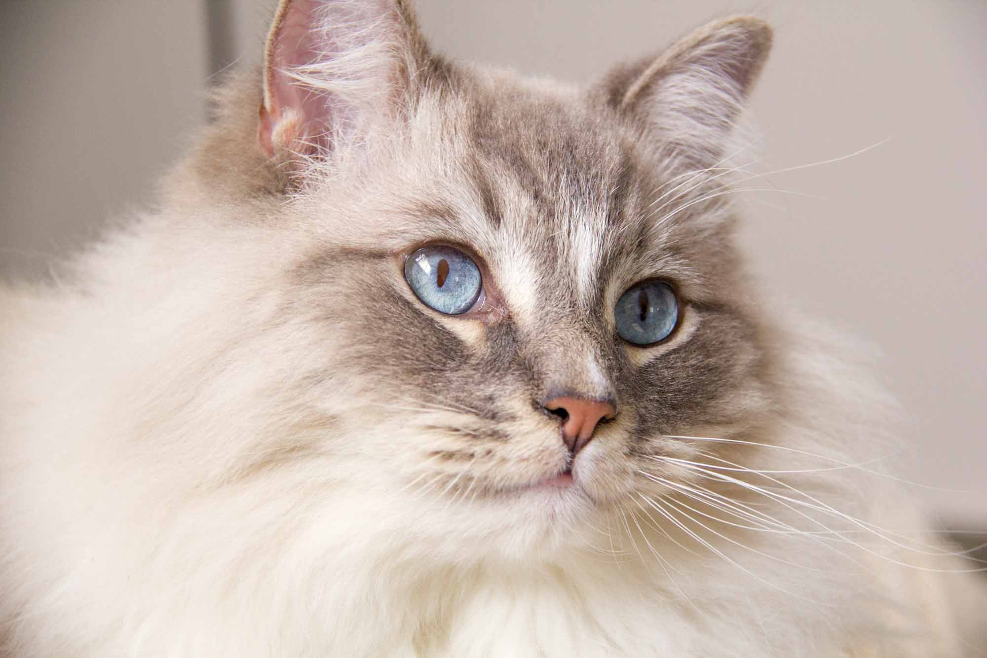 11 Adorable Indoor Cat Breeds You’ll Love
