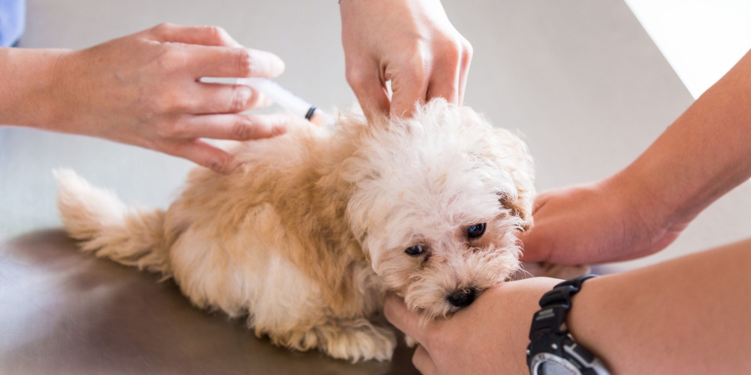 How Much Do Puppy Shots Cost At Petsmart – Core & Non-core Vaccines