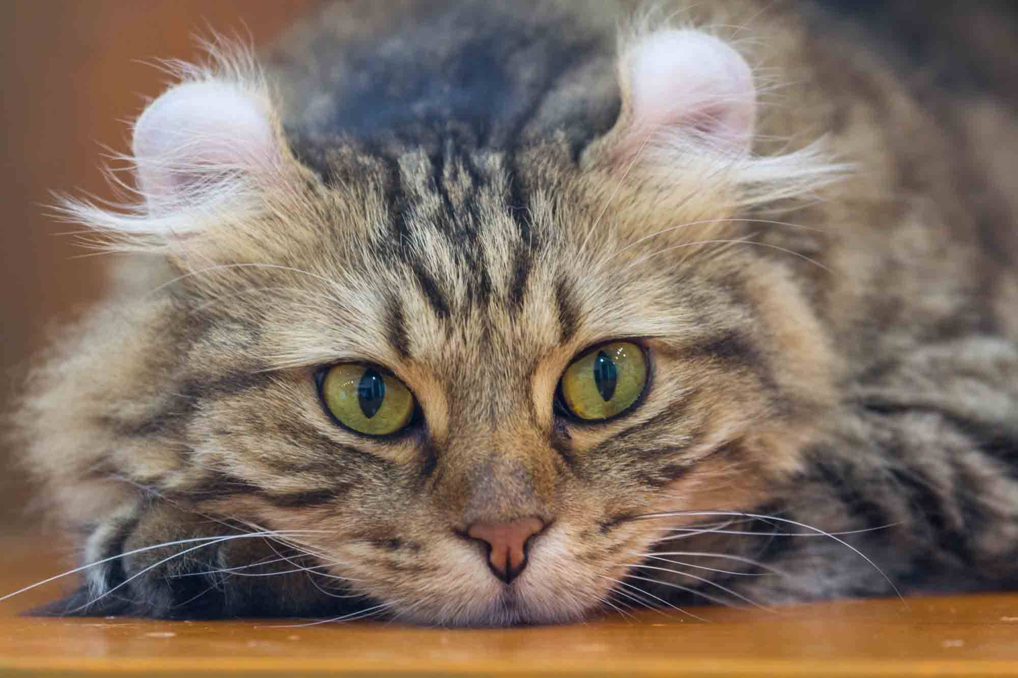 22 Most Expensive Cat Breeds in the World That Might Surprise You