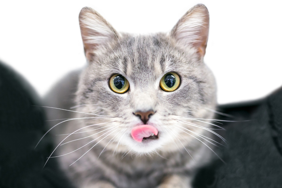 Unlocked: Discover the 10 Real Reasons Your Cat Can’t Stop Licking Your Nose