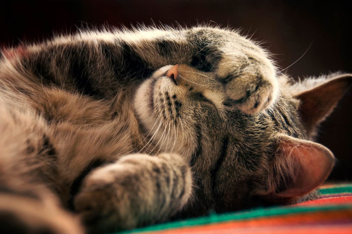 8 Reasons Your Cat Covers its Face While Sleeping That Might Surprise You