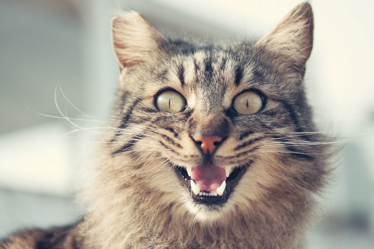 Why Does My Cat Eat My Hair? 7 Bizarre Reasons Behind This Strange Habit