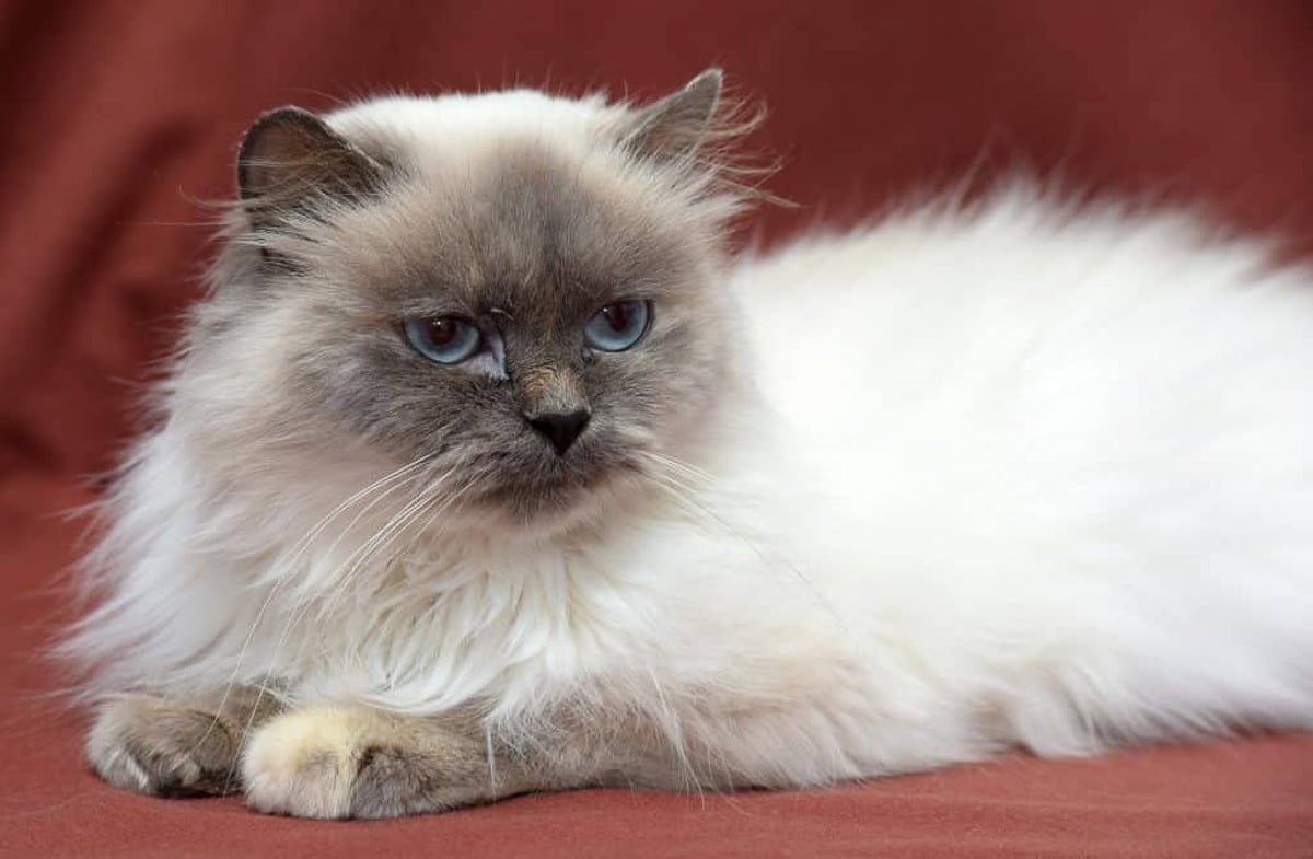 12 Fluffiest Cat Breeds You’ll Love